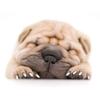 100 PVC Dog Nail Caps, Soft Scratch-Resistant, 4 Sizes, 2 Colors (M) view 4