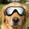 Dog Sunglasses with UV Protection and Comfortable Fit view 3