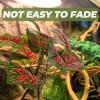STOBAZA Realistic Artificial Reptile Plant with Vibrant Color, Natural-Looking Plastic, for Terrariums and Reptile Habitats view 4