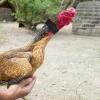 MUCKLILY 2-Pack Adjustable Rooster Collars view 4