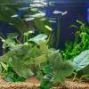 Toddmomy Reptile Terrarium Plant with Resin Base, Light Green view 4