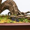 SHINEOFI Black Volcanic Stones for Aquariums and Landscaping view 4