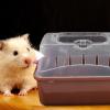 DECHOUS Transparent Plastic Hamster Carrier with Carrying Handle view 4