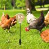 2 Interactive Poultry Feeder Toys with 3-Hole Ground Stake view 2