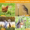 2 Interactive Poultry Feeder Toys with 3-Hole Ground Stake view 4