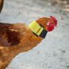 RUNROTOO 2-Pack Adjustable Anti-Crowing Nylon Collars for Chickens view 4