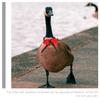 Lurrose Adjustable Red Parrot Collar with Bell view 3