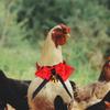 Lurrose Adjustable Red Parrot Collar with Bell view 4