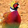 TOVINANNA Funny Poultry Hats for Chickens and Birds, 3-Piece Set view 4