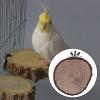Limtula Wooden Parrot Perch and Platform for Small Birds view 2