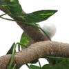 Tnfeeon Artificial Reptile Vines, Flexible PU Jungle Rattan with Suction Cups, 9.84 ft view 3