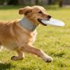 Dog Recovery Collar, Anti-Fade, Breathable, Soft, Comfortable view 2