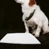 BESTYASH 50 Disposable Puppy Pads for Dogs and Cats, Extra-Absorbent, 25 x 30 cm view 4