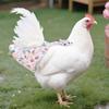 Greabuy Chicken Diapers with Leash, Soft, Quick-Drying, 2-Pack view 4