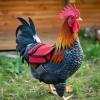 BOYANDM 3-Piece Adjustable Chicken Saddles, Oxford Fabric view 4