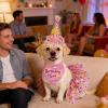 Dog Birthday Party Set view 3