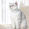 Jingmiger Elizabethan Collar view 3