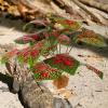 HOOWIFFY Artificial Reptile Plant with Vibrant Colors view 4