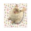 Adhesive Cat Grooming Wrap view 1