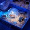 Hamster Exercise Wheel, 14 x 14 cm, Quiet Cage Wheel, PP, Double-Bearing, for Mice, Gerbils, Dwarf Hamsters and Small Pets view 4