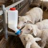 Lamb Milk Feeding Bottle 1000ml view 2