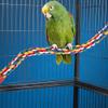 AlpenLife Basics Parrot Cotton Rope Toy view 4