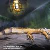 Reptile Heat Lamp Cover view 3