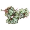 CLISPEED Artificial Hanging Terrarium Plant with Realistic Leaves view 1