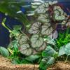 CLISPEED Artificial Hanging Terrarium Plant with Realistic Leaves view 4
