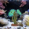 IMIKEYA Artificial Cactus Decor for Reptiles, Desert Look, Green Resin view 4