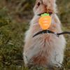 FONDOTIN Soft Pull Rope for Small Pets view 4