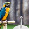 VALICLUD Interactive Parrot Toy, Stainless Steel Ring Toss Game view 4