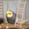 ROMISBABA Chew-Resistant Wooden Ladder for Birds and Parrots view 4