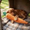 Extra-Large Carrot Dog Toy with Multiple Squeakers view 4