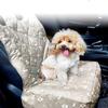 Co-Pilot Pet Car Seat for Dogs and Cats, Waterproof, Dirt- and Bite-Resistant (No Bag) view 2