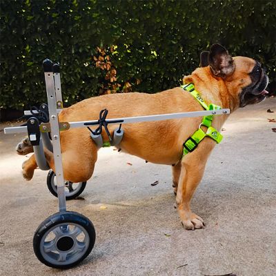 SDGBCXD 2-Wheel Dog Wheelchair for Hind-Leg Support, XS (Widen)