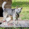 Dog Urine Sample Collector with Telescopic Long Handle view 2
