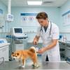 Dog Urine Sample Collector with Telescopic Long Handle view 3