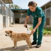 Dog Urine Sample Collector with Telescopic Long Handle view 4
