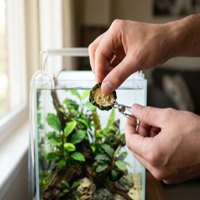 NatureHolic Feeding Clip - Stainless Steel Aquarium Food Aid