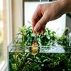 NatureHolic Feeding Clip - Stainless Steel Aquarium Food Aid view 2