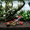 NatureHolic Feeding Clip - Stainless Steel Aquarium Food Aid view 4