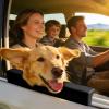 Safe Window Chin Cushion for Dogs view 2