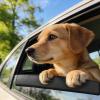 Safe Window Chin Cushion for Dogs view 3