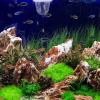 DINHEAROM Plastic Isolation Box for Fish view 4