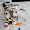 Toddmomy Silvervine Cat Chew Toys, 2-Pack view 4