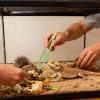 Reptile Feeding Tongs 18 x 3.2 cm, Glow-in-the-Dark Tweezers, Ergonomic Long Feeding Tool, Non-Slip Grip view 4