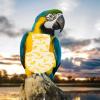Adorainbow Reusable Bird Diapers - 2 Pack view 4
