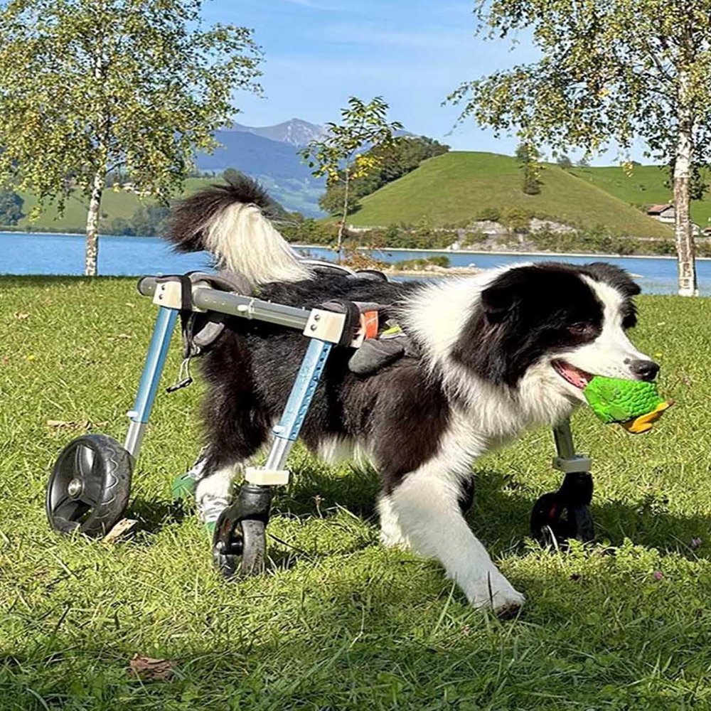 4-Wheel Dog Wheelchair, Adjustable Mobility Aid for Disabled Dogs