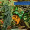 IMIKEYA Artificial Plants, 3-Piece Set, Flexible Plastic Decor for Aquariums and Reptile Terrariums view 4